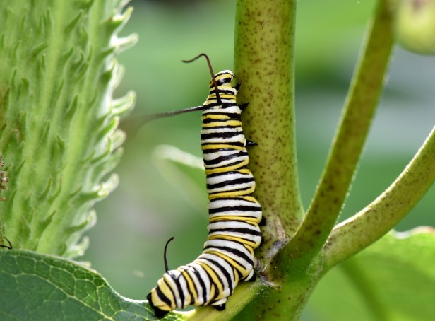 Monarch-caterpillar