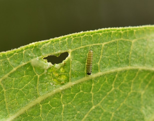 Monarch-caterpillar